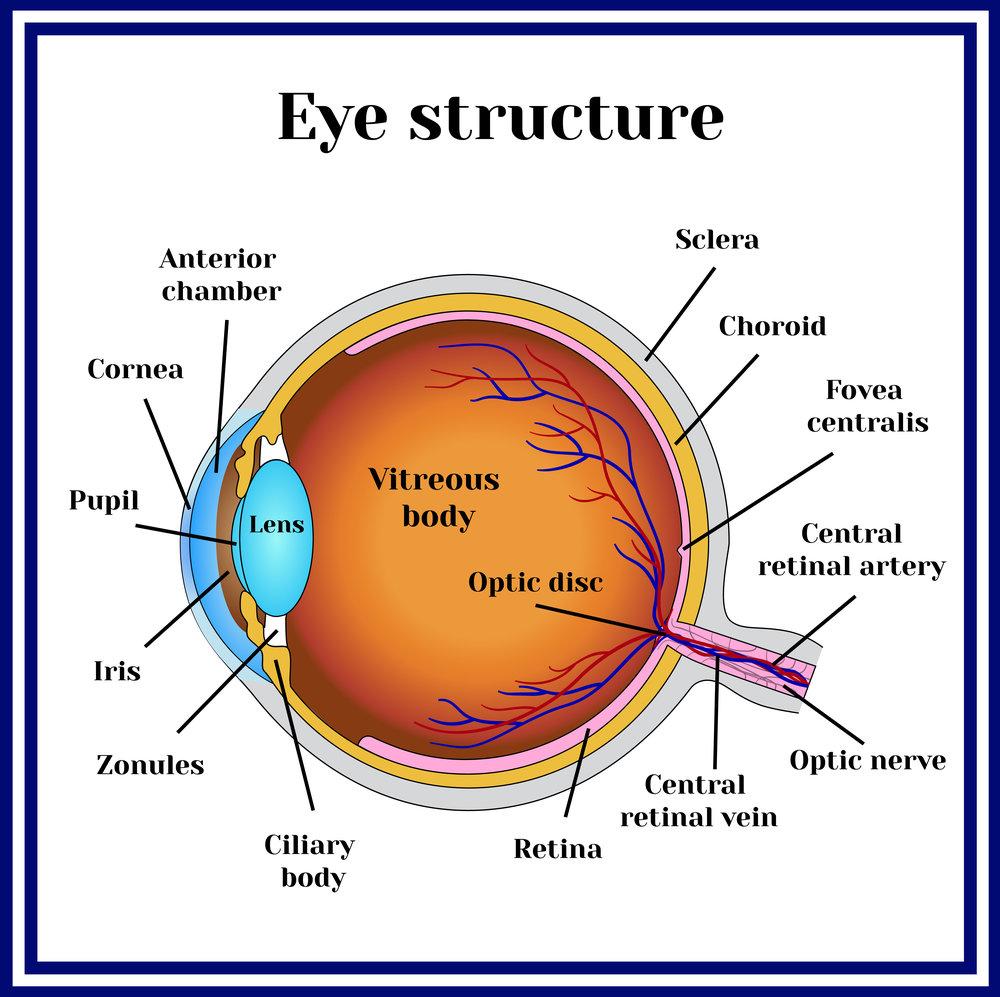 Magruder-Laser-Vision-Eye-Structure.jpg
